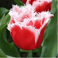 Тюльпан Нью Санта 