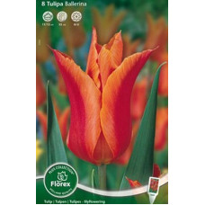 Тюльпан Балерина