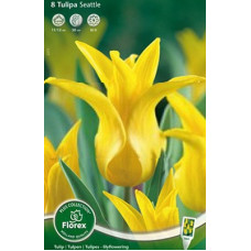 Тюльпан Баллада Голд
