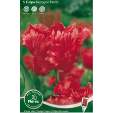 Тюльпан Бастон Пэррот