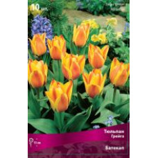 Тюльпан Батекап