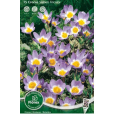 Тюльпан Бэкера Лилэк Вандэ