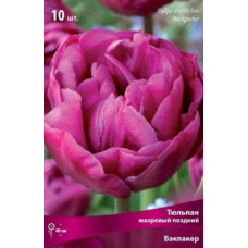 Тюльпан Бэкпакер