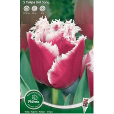Тюльпан Белл Сонг (бахромчатые)