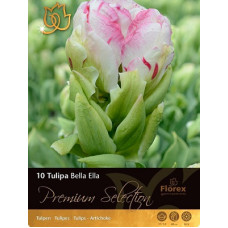 Тюльпан Белла Элла (махровые поздние)