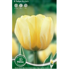 Тюльпан Биг Джэк