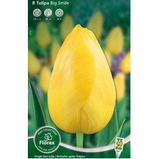 Тюльпан Биг Смайл