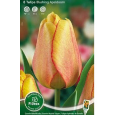 Тюльпан Блашин Апельдорн (дарвинов гибрид)