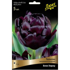 Тюльпан Блэк Хироу