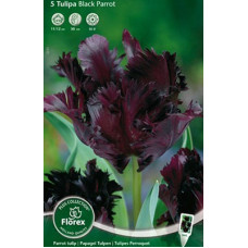 Тюльпан Блэк Пэррот