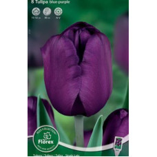 Тюльпан Блу-Пепл (Простые Поздние)