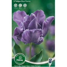 Тюльпан Блу Пэррот (попугайный)