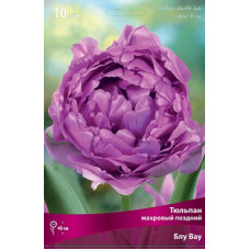 Тюльпан Блу Вау