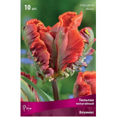 Тюльпан Блумекс 