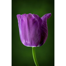 Тюльпан Блю Амэйбл