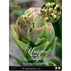 Тюльпан Боа Виста (махровые поздние)