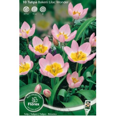 Тюльпан Лайлак Уандэ