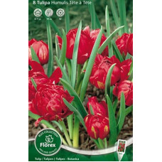 Тюльпан Ботанический Хумилис Тет-а-Тет