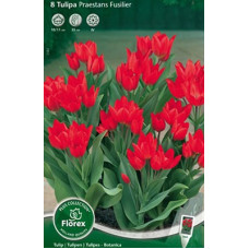 Тюльпан ботанический Престанс Фузильер