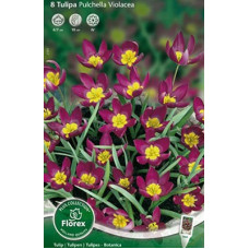 Тюльпан ботанический Пульчелла Виолацци
