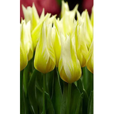 Тюльпан Будлайт 