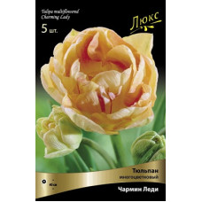 Тюльпан Чармин Леди (многоцветковый)