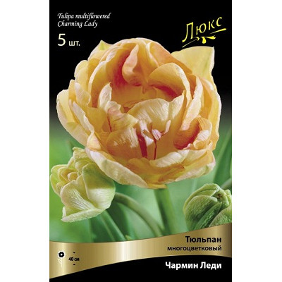 Тюльпан Чармин Леди (многоцветковый)
