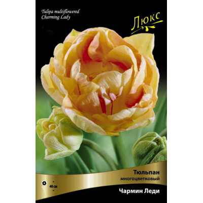 Тюльпан Чарминг Леди (многоцветковый)