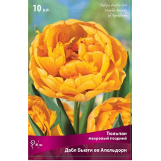 Тюльпан Дабл Бьюти ов Апельдорн