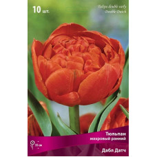 Тюльпан Дабл Датч