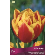 Тюльпан Дабл Фокус 