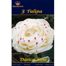Тюльпан Данслайн (серия Люкс)
