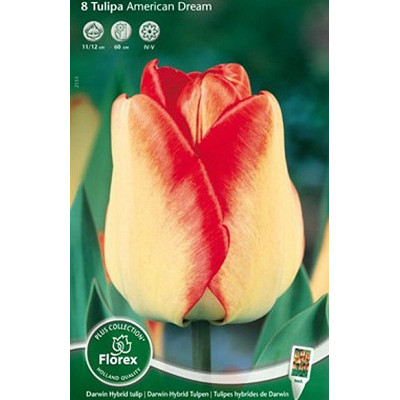 Тюльпан Американ Дрим (дарвинов гибрид)