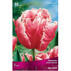 Тюльпан Дестини