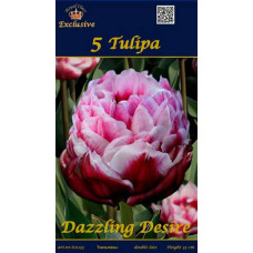Тюльпан Дезлинг Дизаер ЭКСКЛЮЗИВНЫЙ