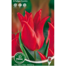 Тюльпан Дианито (лилиецветные)