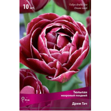 Тюльпан Дрим Тач