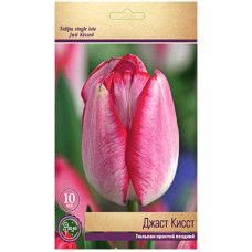 Тюльпан Джаст Кисст