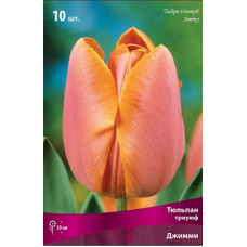 Тюльпан Джимми (Триумф)