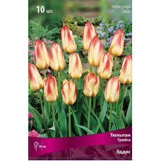 Тюльпан Эддис