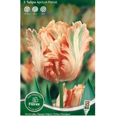 Тюльпан Эприкот Пэррот