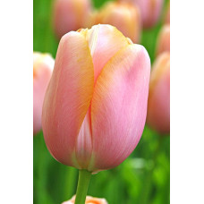 Тюльпан Эприкот Бьюти