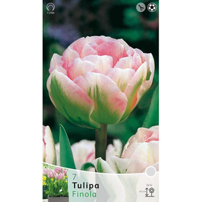 Тюльпан Финола (махровый ранний)