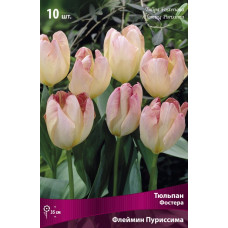 Тюльпан Флеймин Пуриссима