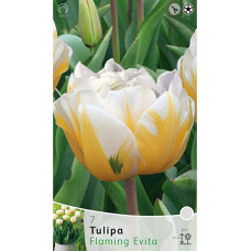 Тюльпан Флеминг Эвита (махровый ранний)