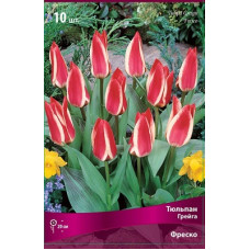 Тюльпан Фреско