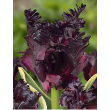 Тюльпан Фроузен Найт