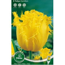 Тюльпан Гамильтон