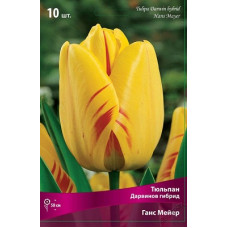Тюльпан Ханс Майер 