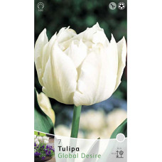 Тюльпан Глобал Дезаер